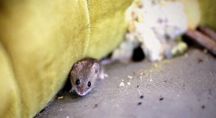 Tóth Flóra: Segítség, egy egér költözött az autómba!