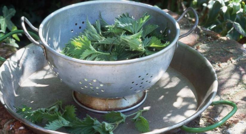 Meglepő módszerekkel segített a gyermekáldásban Batthyány és felesége a reneszánsz urainak