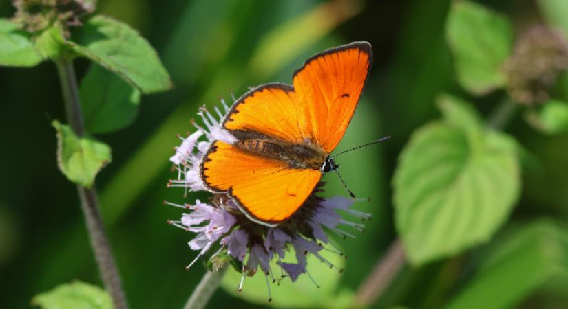 Komoly bírság jár ezért Magyarországon: a legtöbben nem tudják, hogy tilos