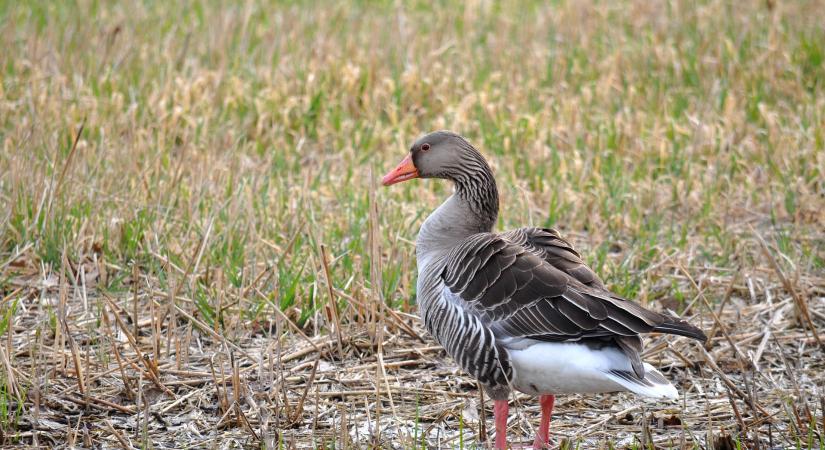 Vízimadarak tértek vissza a Nagy-Zsombék mocsarába