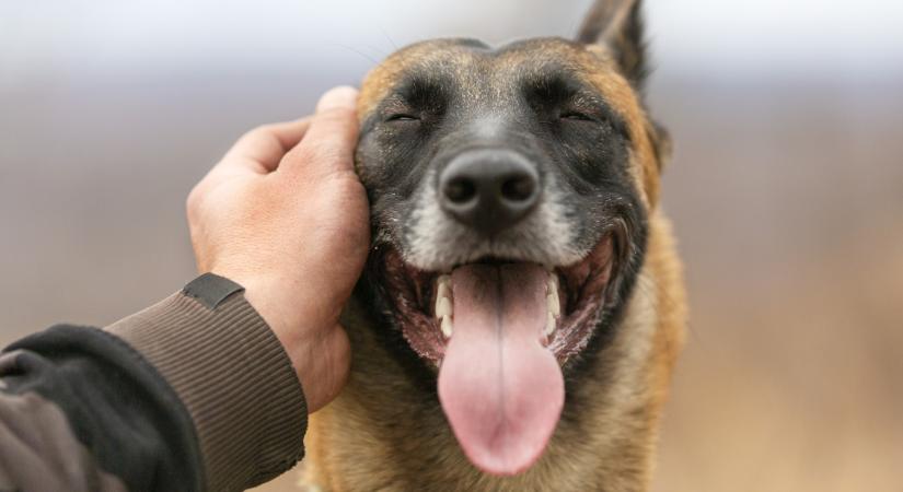 A legegészségesebb ebek: 7 kutyafajta, ami csak ritkán lesz beteg