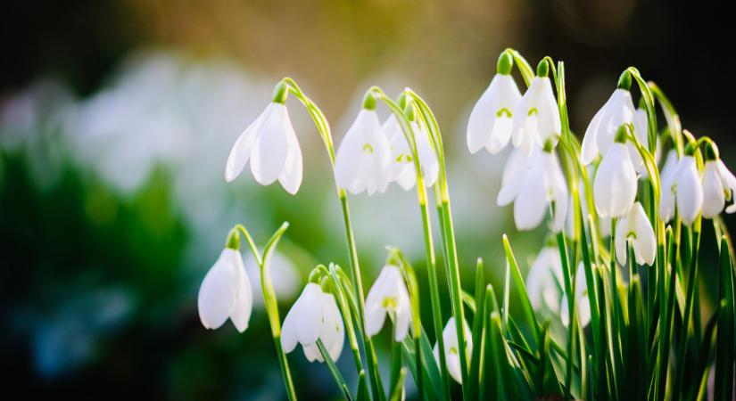 Meglepő, milyen virágok jelentek meg itthon: ezt nem láttuk jönni