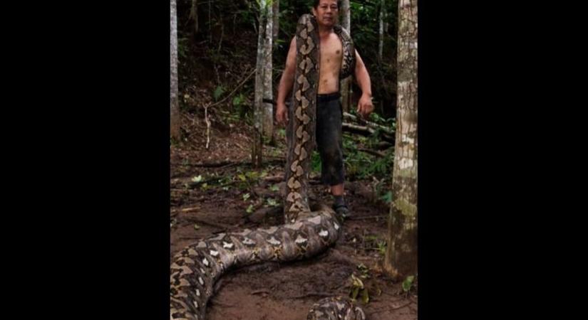 Döbbenetes Guiness-rekord: befogták a világ leghosszabb kígyóját, amely akár egy tehenet is képes lenyelni (VIDEÓ)