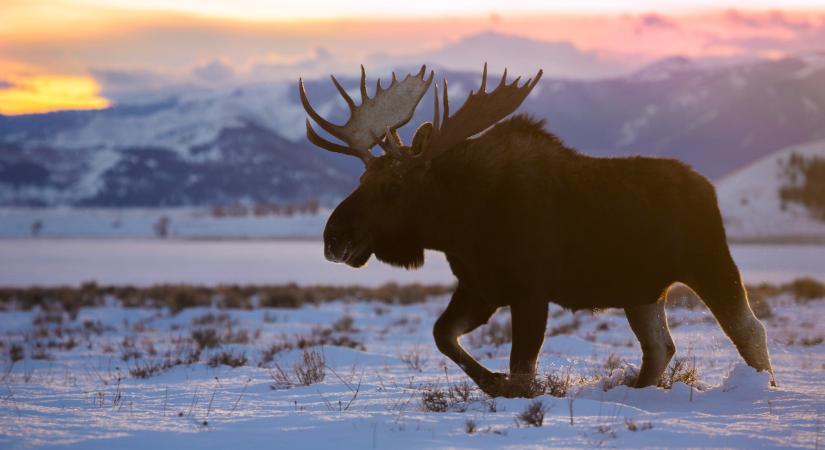 A Skandináv lottó nyerőszámai a 7. héten 2026-ban
