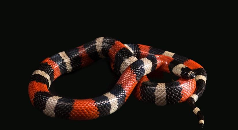 15 hónap után került elő az eltűnt házi kígyó