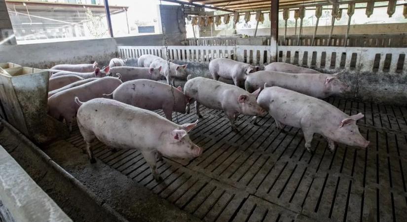 Bizarr: egy férfi disznókkal etette volna meg barátnője exét