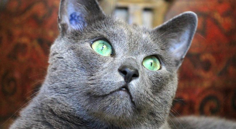 Az 5 legfüggetlenebb macskafajta: kiknek ideálisak?