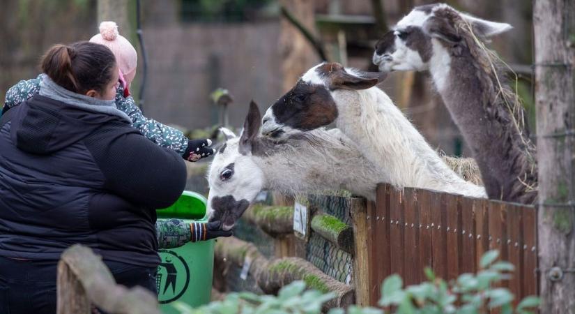 Valentin-napra a Vadaskert is romantikus helyszínné válik