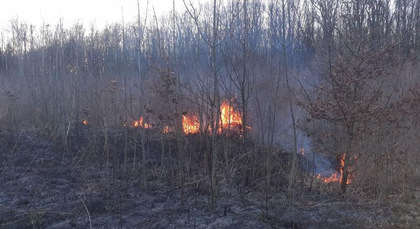 Egyszer volt, hol nem volt, volt egyszer az erdő