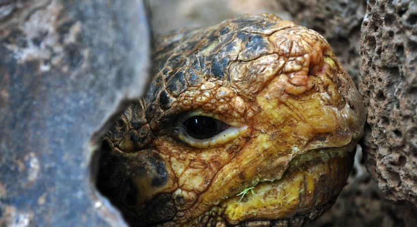 217 éve született a természetes kiválasztódás elméletének megalkotója