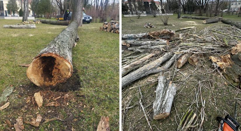 A játszótér kialakítása miatt fákat vágtak ki az Otthon téren