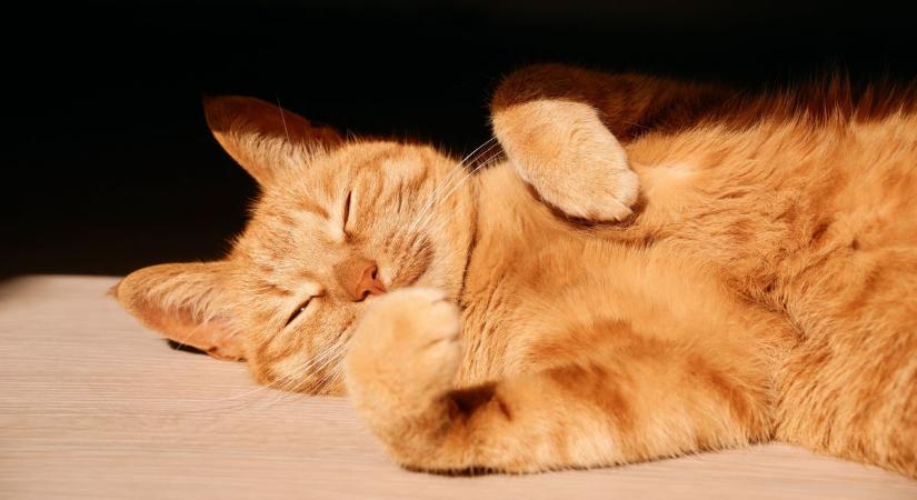 A dorombolás gyógyító ereje