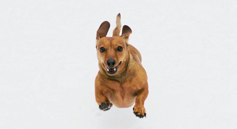 Kutyafáját! Százezer forint érzékben lopott állateledelt egy debreceni tolvaj