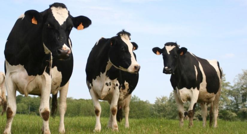 Brucellózis-mentes lett Magyarország – könnyebbé válik a szarvasmarha-szállítás