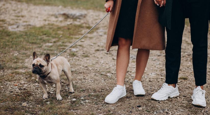 Figyeljünk egymásra: a kutyapiszok felszedésére kérik a gazdikat Táton