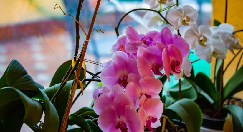 Újjáéled az orchidea ezzel a filléres megoldással: azonnal gyökeret ereszt
