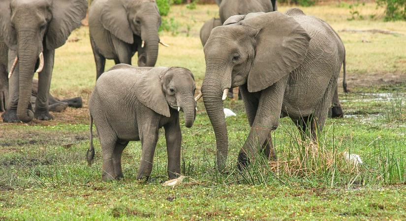 170 elefántot adott el Namíbia egy nemzetközi aukción