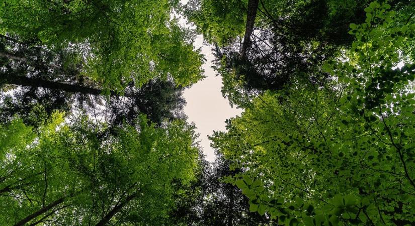 Figyelem! Módosultak az erdészeti pályázati felhívások