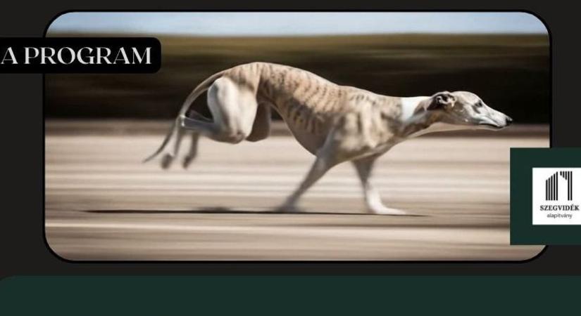 Különleges hétvége! Rajzolt agarak a képeken, futó agarak a réteken