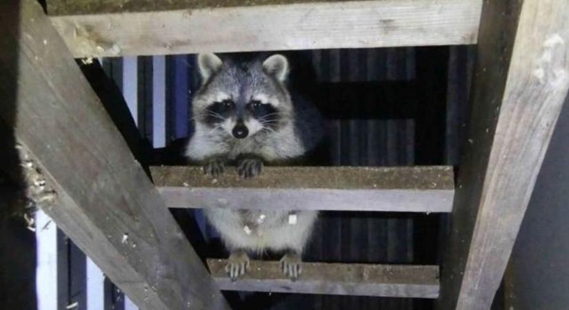 Elképesztő! Titkos állatkertet számoltak fel a hatóságok egy zalai családi háznál (videó)