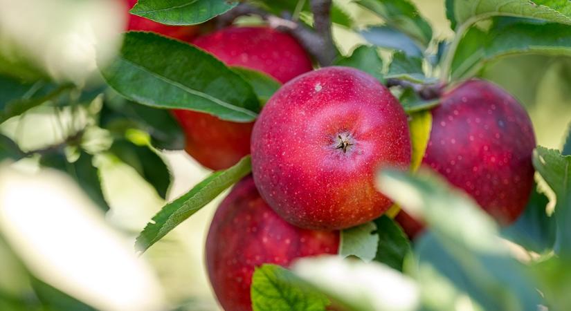 Az alma történelmi mélyponton, a napraforgótermés az EU élvonalában: a magyarországi növénytermesztés legfontosabb adatai