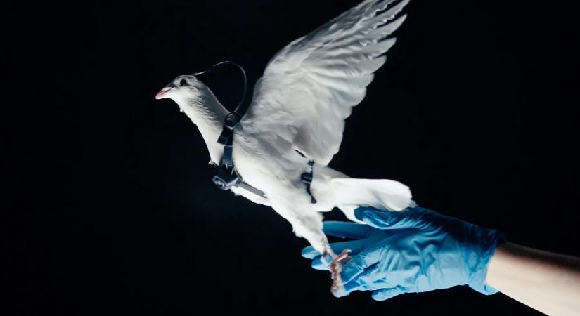 Nem találod ki, milyen élőlényből csináltak drónt az oroszok