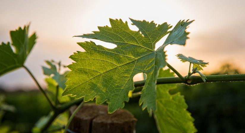 Harmadik éve csökken a francia bor- és szeszesital-export