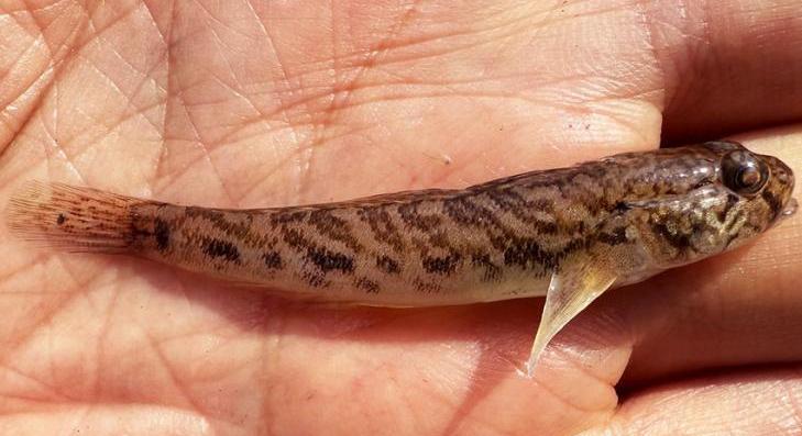 A Tisza-tóban is megjelent a csupasztorkú géb 