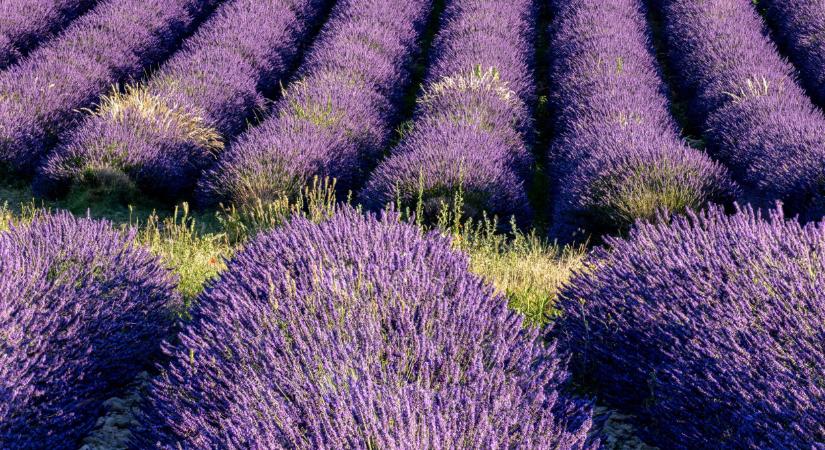 Bezár az ország kedvelt levendulafarmja: nem bírták tovább, 13 év után így búcsúznak
