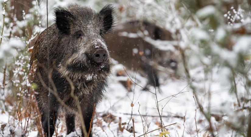 Sokkoló mutáció Fukusimában: radioaktív hibrid vadállatok szaporodnak a tiltott zónában