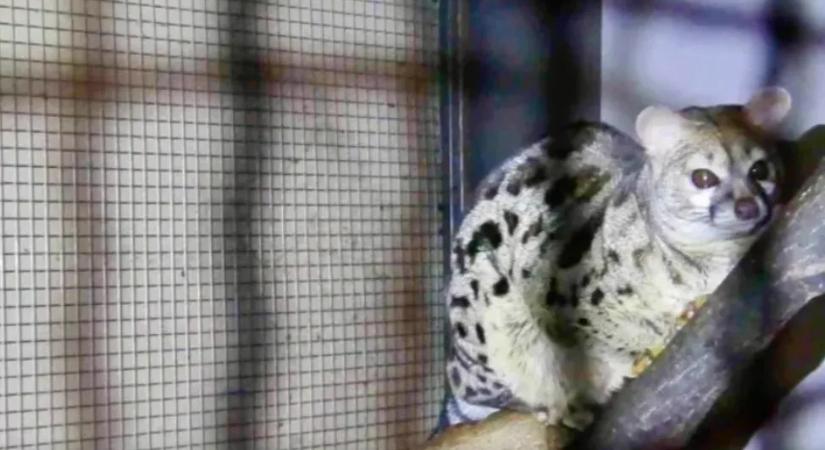 Titkos állatkertet lepleztek le a rendőrök: gepárdszerű macskát és szurikátákat is tartott házában egy keszthelyi férfi