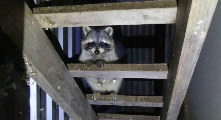 Titkos állatkertet számoltak fel Keszthelyen