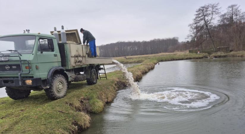 Terített asztal várja a vidrákat a halgazdálkodás jóvoltából
