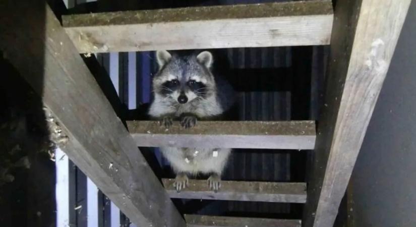 Illegális állatkertet számoltak fel Keszthelyen