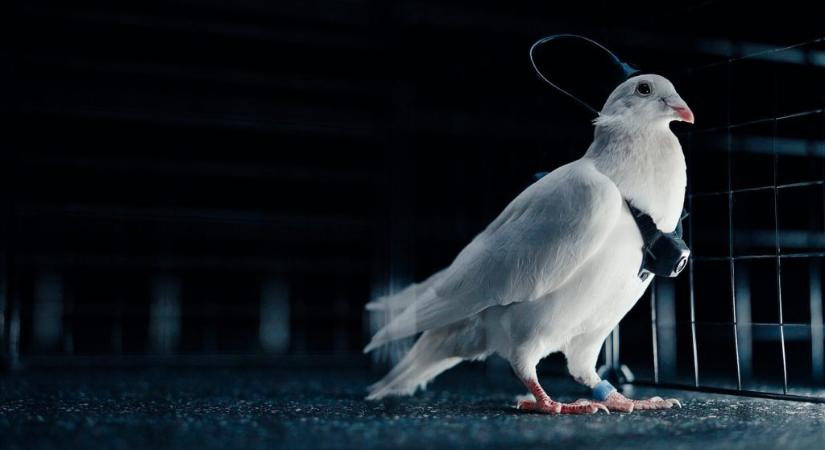 Élő galambokat alakítanak drónokká az oroszok