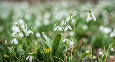 Varázslatos hóvirágünnep az Alcsúti Arborétumban