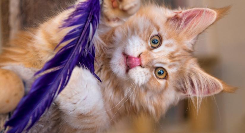 Ennyit szükséges játszani egy macskával naponta