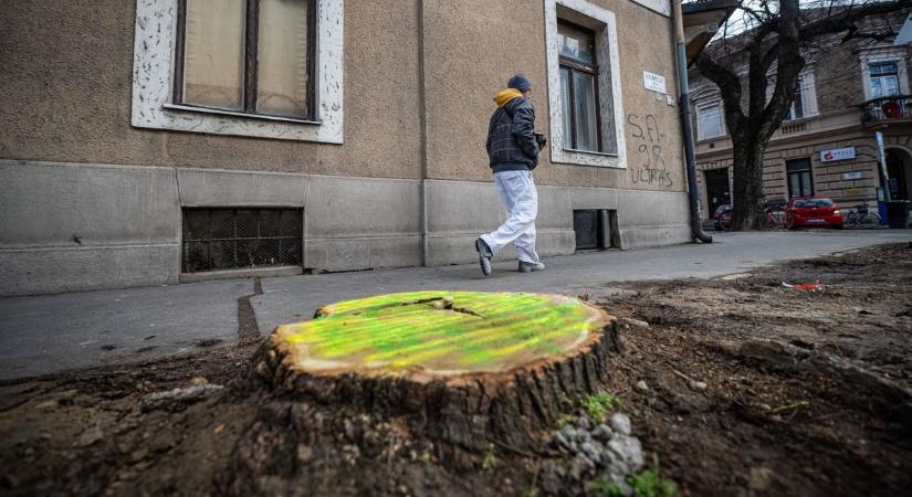 Három napig zúgtak a láncfűrészek: mára csak a csonkok maradtak a Hajnóczy utcában