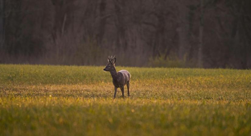 A határmenti vadállomány vizsgálatát elősegítő központ jött létre a Debreceni Egyetemen