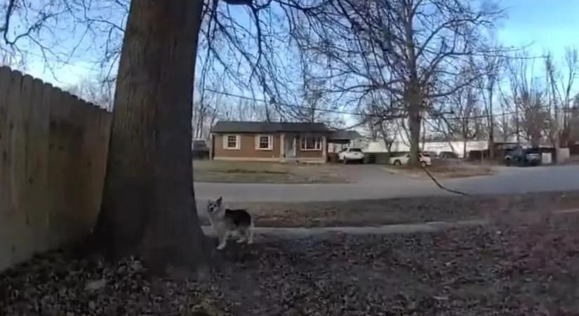 Hős kutya találta meg az eltűnt kisgyermeket – videón a megható mentés