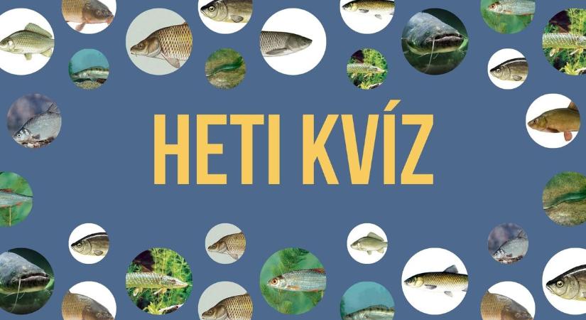 Horgász kihívás: Hány somogyi halat találsz el képről?