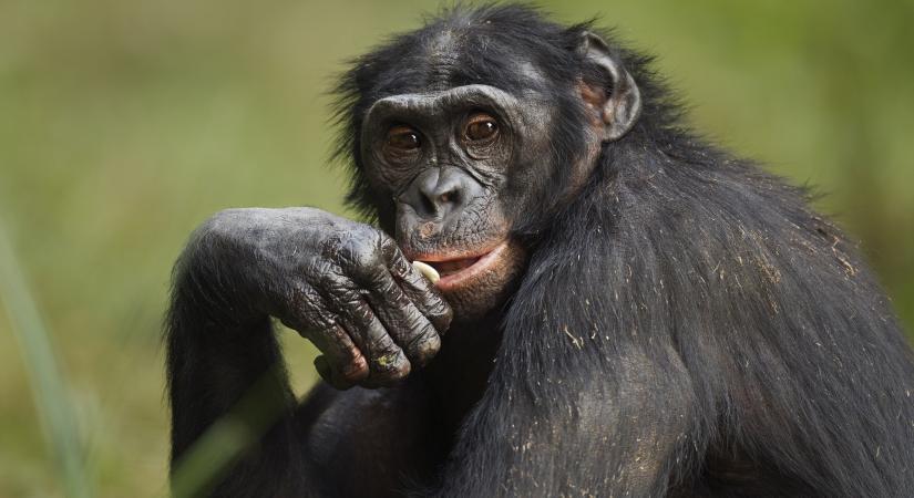 Amikor a kutatók két tárgyat helyeztek egy öreg majom elé, az valami olyasmit tett, amiről azt gondolták, hogy csak az emberre jellemző