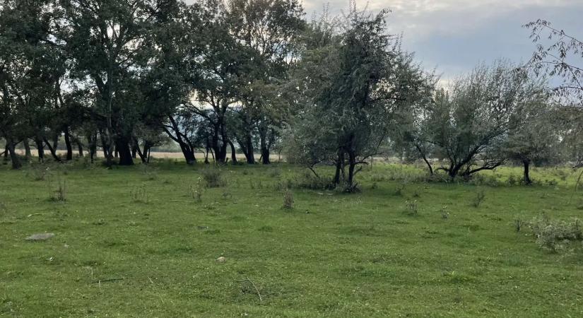 Napokon belül kezdődik a várva várt faültetés a Mocsároson
