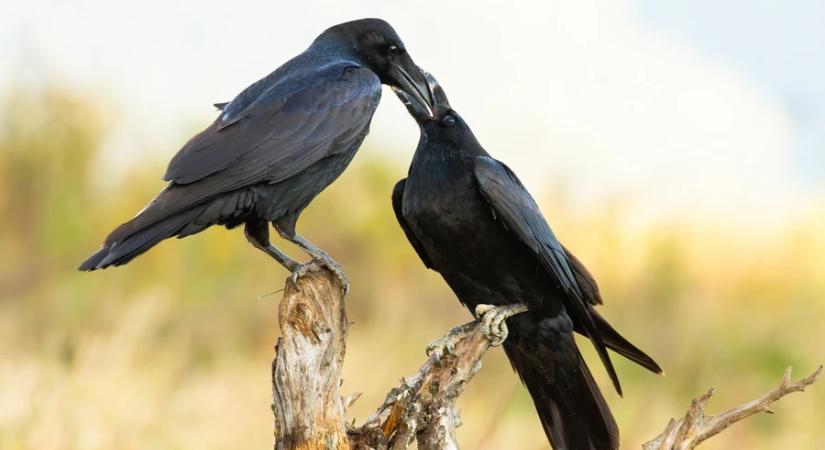Ideiglenes forgalmi rend változás a Platán soron