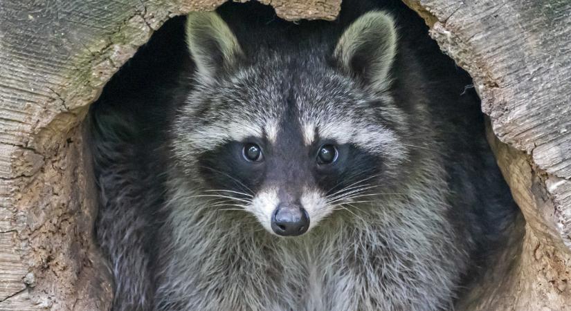 Találtak egy titkos állatkertet Magyarországon, egzotikus állatok is éltek ott – képek
