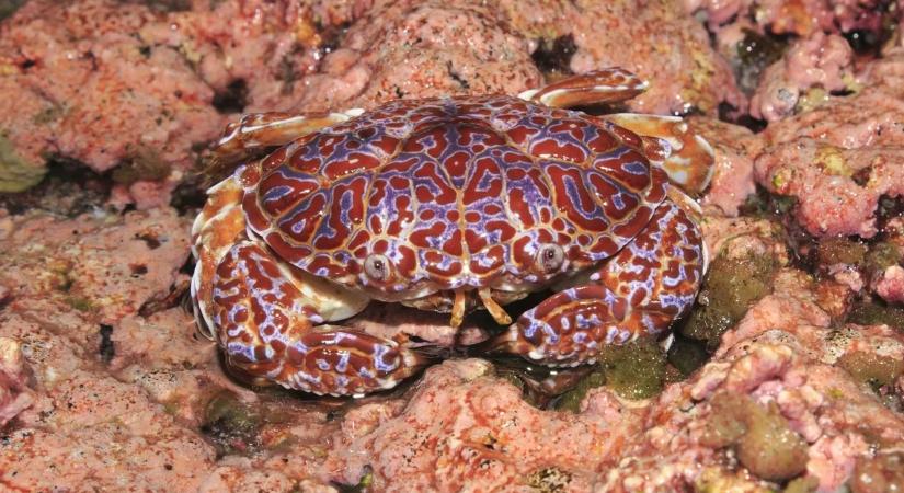 Sokkoló eset: rákot evett, majd meghalt egy ismert influenszer