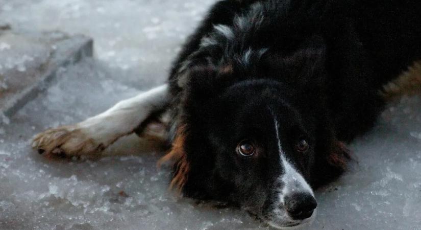 Kutya zuhant a jeges vízbe, az utolsó pillanatban húzták ki – videó