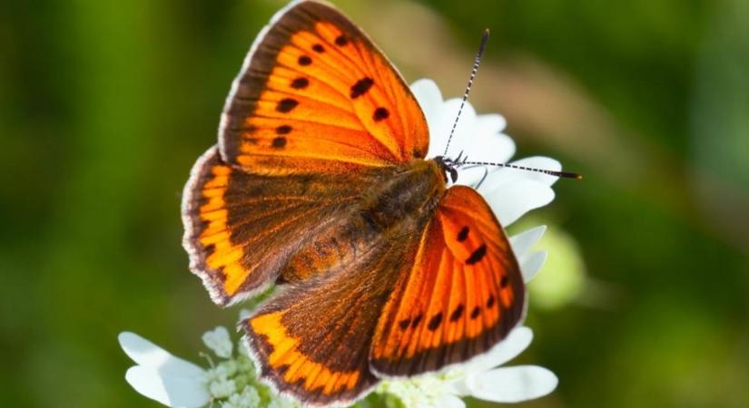 2026 év lepkéje - a nagy tűzlepke