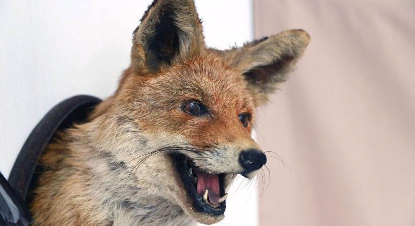 Vadászkamara: idén is lesz a baranyai dúvadhét