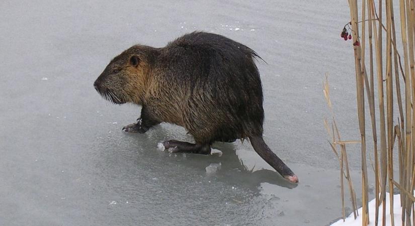 Nutriagyérítés a védett területeken, ezt üzente a nemzeti park